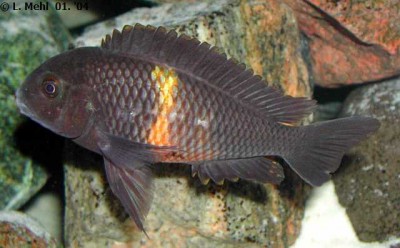 Tropheus bemba