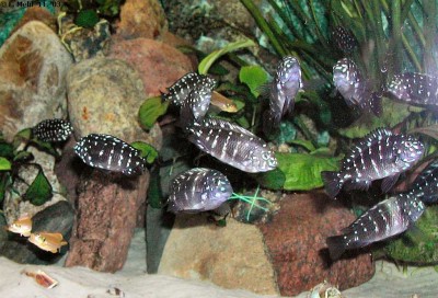 Tropheus dubiosi Nachzuchten