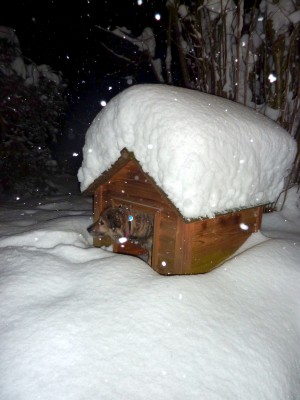 trixi stattet ihrer winterlichen TCM-hundehütte einen besuch ab...