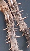 P8265685-k.jpg