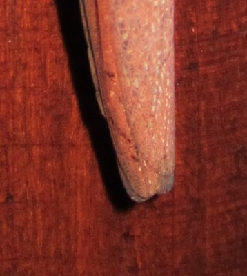 IMG_1073-Detail.JPG