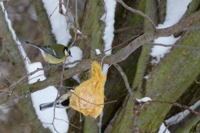 Hier hat wer einfach ein bisschen Futter in den Wald gehangen-es ist gar nicht so einfach da ein scharfes Bild zu bekommen...