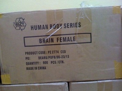 Brain_Female_900pcs.jpg