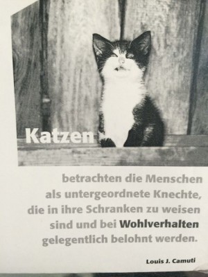 Katzen.jpg